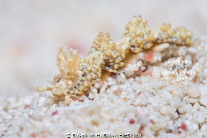 "Pastel Nudi" - Nudibranch tentatively identified as Creu... by Susannah H. Snowden-Smith 